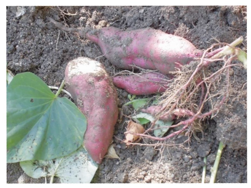 第十二回　よどきり老健だより「野菜収穫」