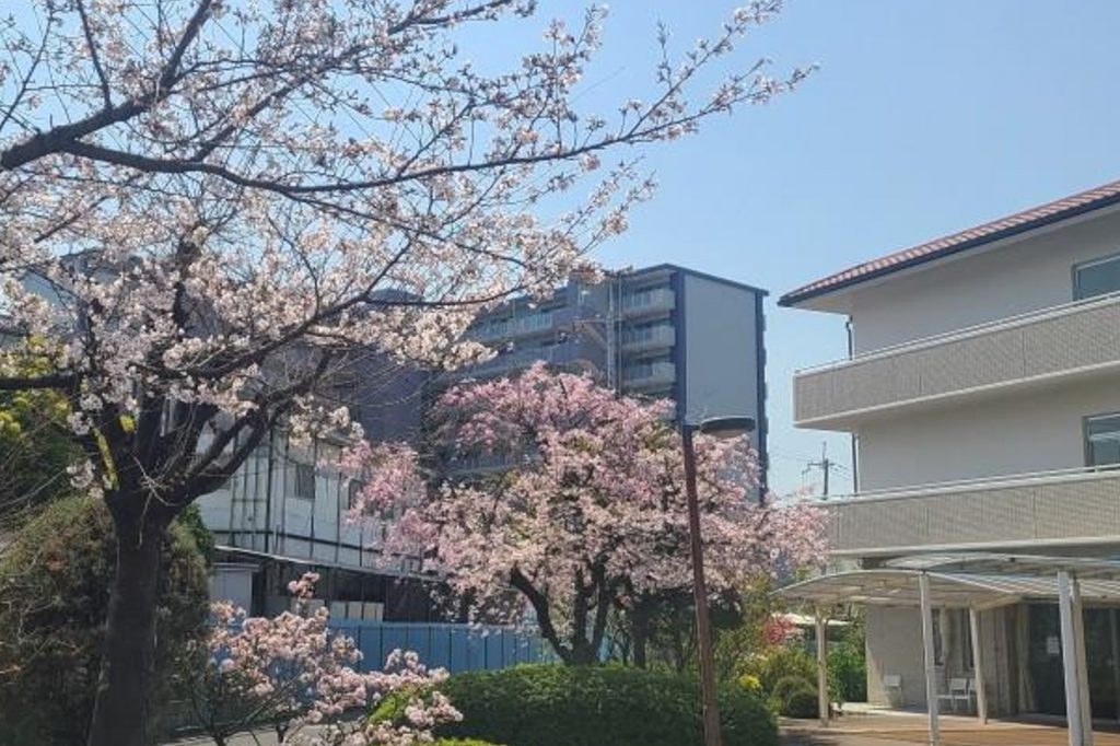 第二十五回　よどきり老健だより「お花見」